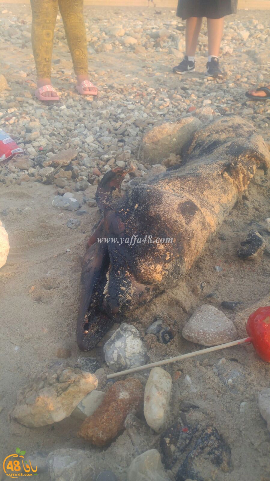 dolphin yaffa ajaomi (2).jpg